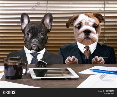 Business Dogs Suits Image & Photo (Free Trial) | Bigstock