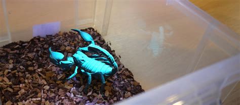 Why do scorpions glow under UV light | Sciencedipity | Devon