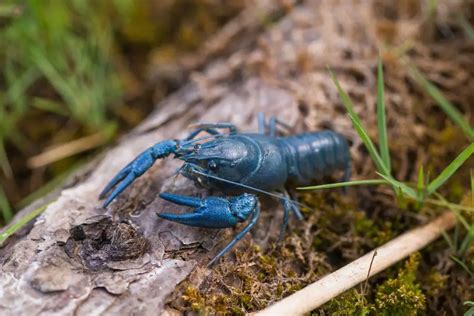 Is the Blue Crayfish Rare? : A Natural Wonder or a Truly Rare Find