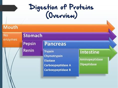 Digestion and absorption of proteins