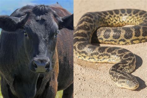 Cow Spotted Chewing On A Large Python In Outback Australia