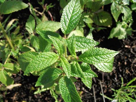 Balm of Gilead (Cedronella canariensis) - Garden.org