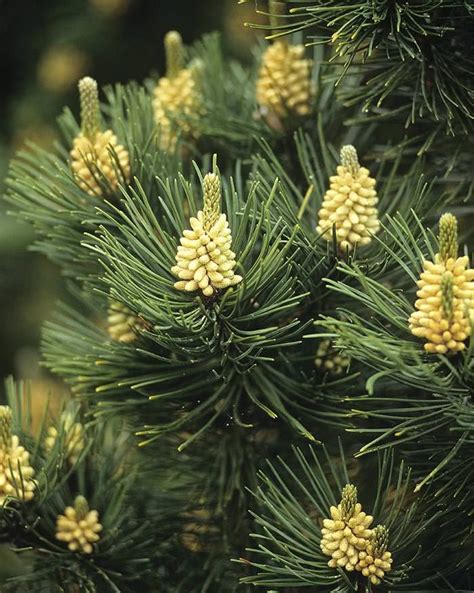 Best Dwarf Conifers for Landscaping: Small Spaces, Big Ideas | Dwarf conifers, Dwarf trees for ...