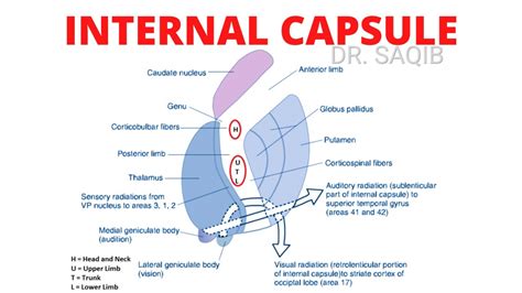 Internal Capsule | Parts | Relations | Fibers | Clinical Anatomy - YouTube