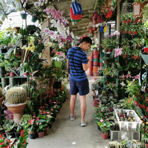 Cartimar Greenland Plants And Orchids - Garden Center in Pasay City ...