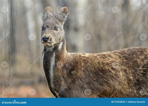 Siberian Musk Deer Hoofed Animal Rare Pair Royalty-Free Stock Photography | CartoonDealer.com ...