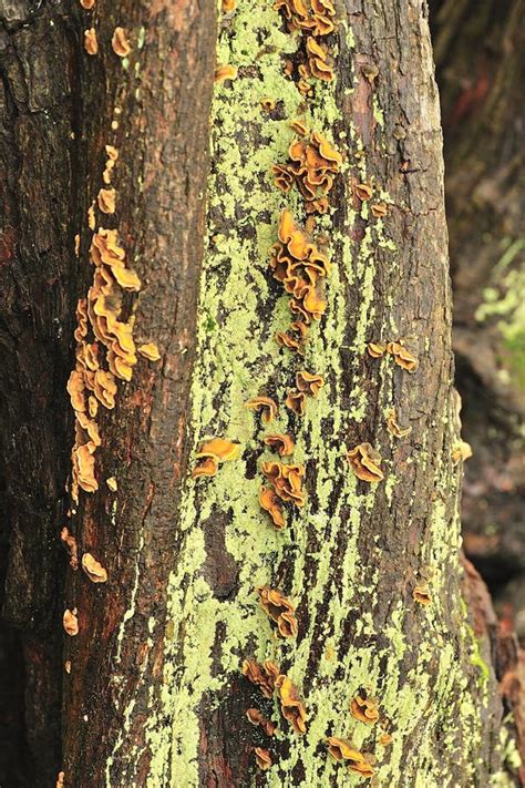 Parasitic Tree Fungi (Plicatura Crispa) Stock Image - Image of parasitic, trunk: 26773649