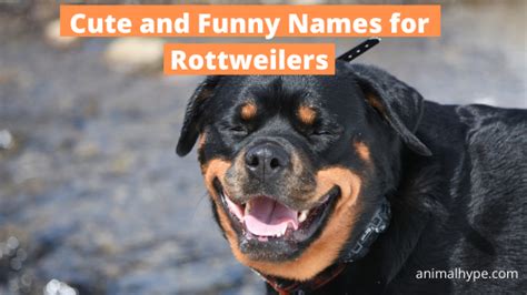 399 Memorable Rottweiler Names Perfect for Your Pup - Animal Hype