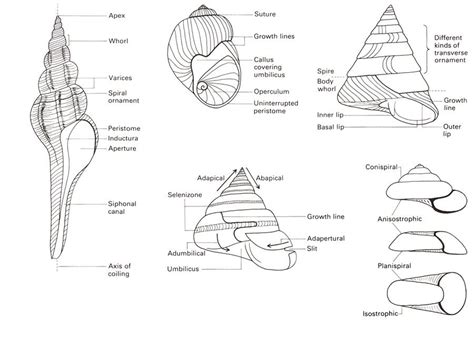 Sea shells, Anatomy, Shells