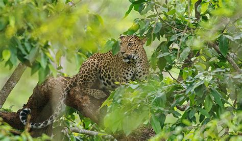 Wildlife Photography Tour of Kabini (Nagarhole National Park)