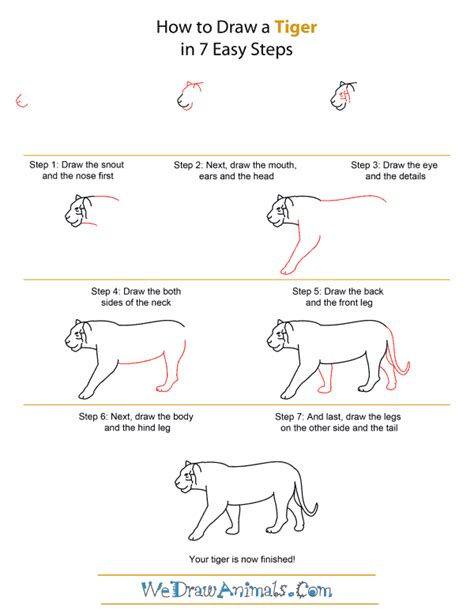 How To Draw A Realistic Baby Tiger Step By Step