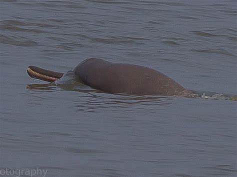 Bangladesh wildlife holiday | Responsible Travel