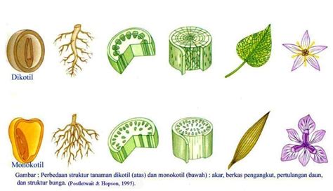 Ciri Ciri Tumbuhan Monokotil dan Perbedaannya dengan Dikotil ...