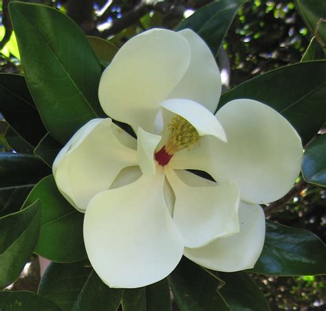 The White Magnolia Tree Poem