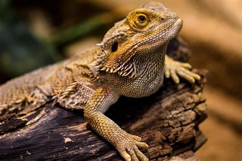 Image libre: la faune, sauvage, reptile, nature, lézard, animal, iguane, dragon