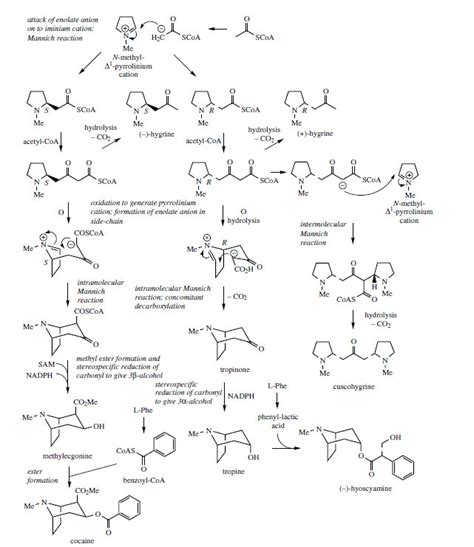 Pyrrolidine and Tropane Alkaloids | Alkaloids from Plants | Medicinal ...