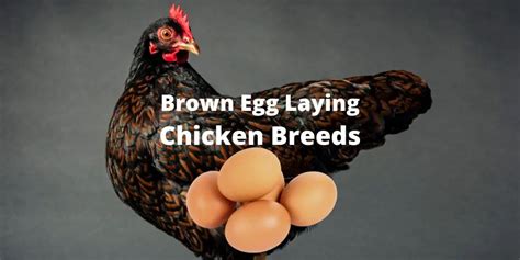 Top 17 Brown Egg-Laying Chicken Breeds: Chicken Journal