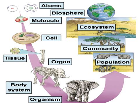 Biochemistry Site of most chemical reactions in the cell. - ppt download