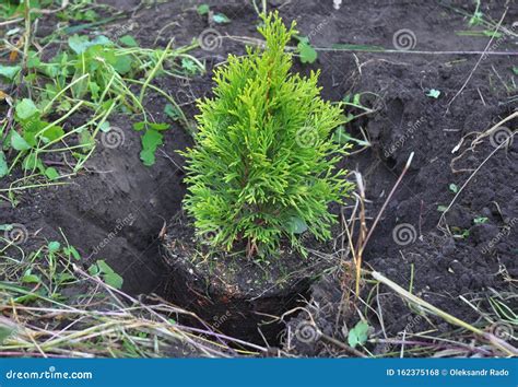 Thuja Tree Planting in the Garden, Thuja Tree Care Stock Photo - Image of growth, planting ...