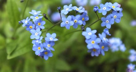 Alaska State Flower – Forget-Me-Not - ProFlowers Blog