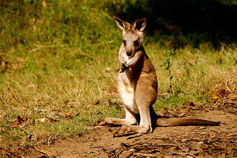 Tasmanian Devil Conservation Park Review - Australian Traveller