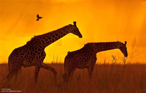 Sunrise and Sunset Photos Capture Stunning Wildlife Silhouettes - The National Wildlife ...