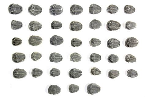 Lot: 1/2 to 5/8" Elrathia Trilobites Fossils - 36 Pieces (#79017) For Sale - FossilEra.com