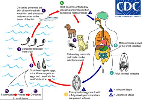 DPDx - Heterophyiasis | Liver fluke, Parasite, Life cycles