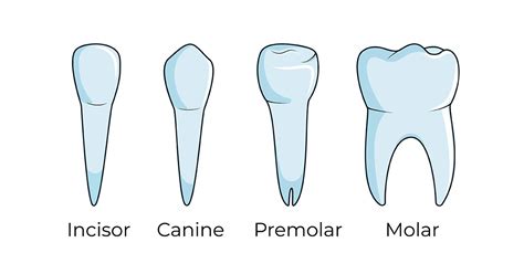 Premolar Teeth Diagram