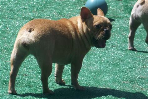 Are French Bulldogs Born Without Tails