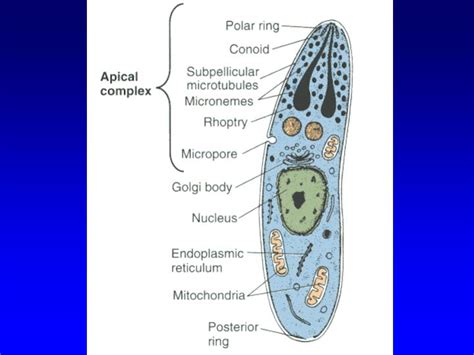 PPT - Phylum Apicomplexa PowerPoint Presentation - ID:1193653