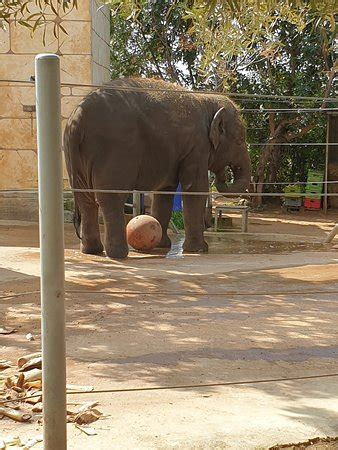 Pafos Zoo (Paphos) - 2020 All You Need to Know BEFORE You Go (with ...