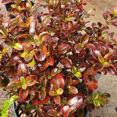 Buy coprosma Coprosma repens 'Tequila Sunrise': Delivery by Waitrose Garden