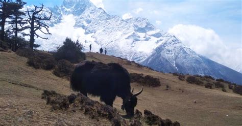 Wildlife of Everest Region