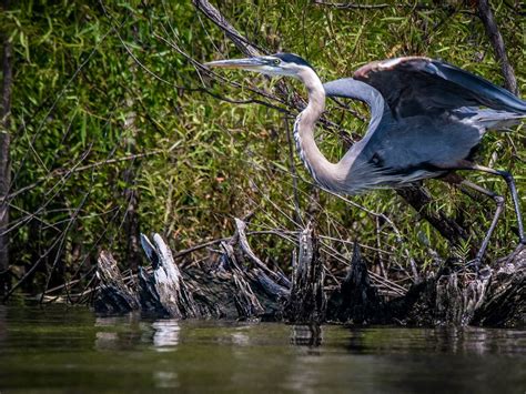 great blue heron perched and hunting | Smithsonian Photo Contest | Smithsonian Magazine