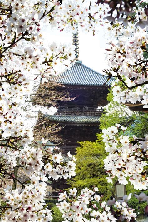 Sakura Season, Kyoto, Japan Stock Image - Image of kyoto, pagonda: 45672065