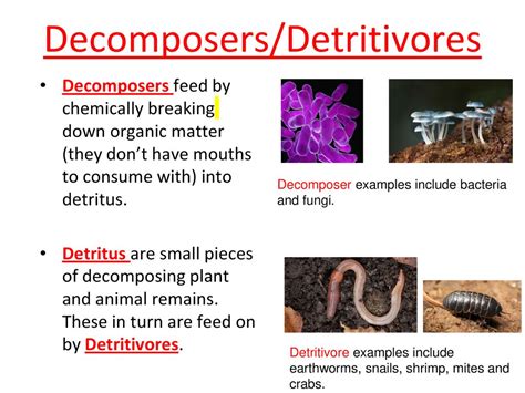 [Solved] What are the organisms which feed on the wastes or dead bodi