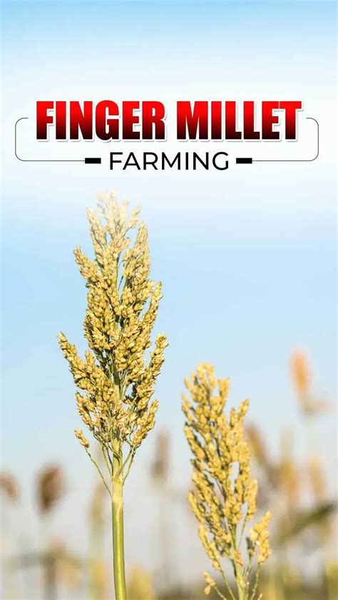 Finger Millet Farming: Expert Tips and Techniques