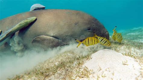 Dugong (dugong Dugon) or Seacow in the Red Sea. Stock Photo - Image of sand, wave: 280326408