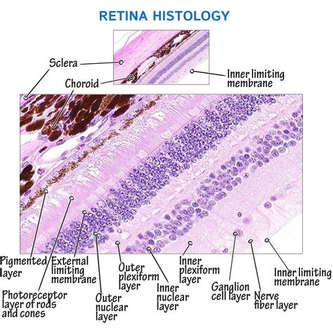 Histology Glossary: Retina Histology | ditki medical & biological sciences