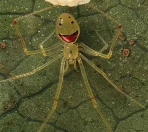 Don't worry ...be happy!!! Enjoy the happy face spider from the Hawaiian Islands. : r/aww