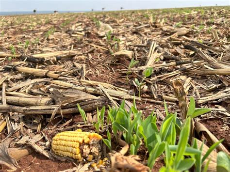 Crop Agriculture Area of Plantation on Tillage System on Tropical ...