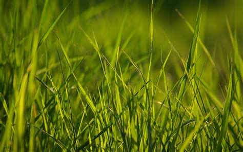 Grass Paper Wallpaper - WallpaperSafari