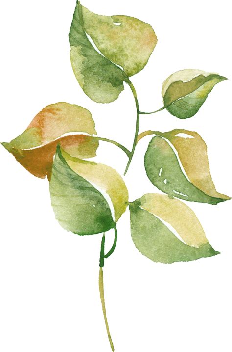 a watercolor painting of a green and yellow plant with leaves on it's stem