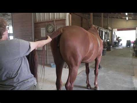 Horse Chiropractor Demonstrates a Tail Pull - YouTube