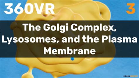 Chapter 3: The Golgi Complex, Lysosomes, and the Plasma Membrane - YouTube