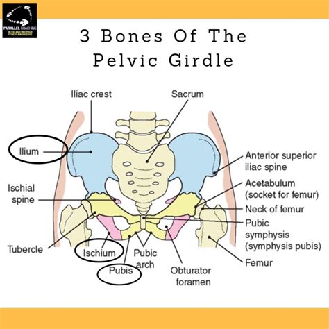 Which Are The Three Bones Of The Pelvis? L2/L3 Anatomy Mock Question