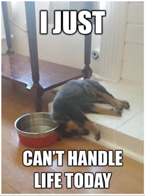 I'm Dog Tired | Funny dog memes, Funny animal memes, Funny animals