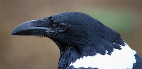 Oakland Zoo | Pied Crow