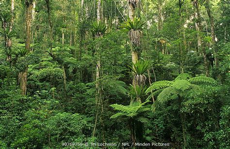 Minden Pictures stock photos - Subtropical rainforest with tree fern understorey, Border Ranges ...